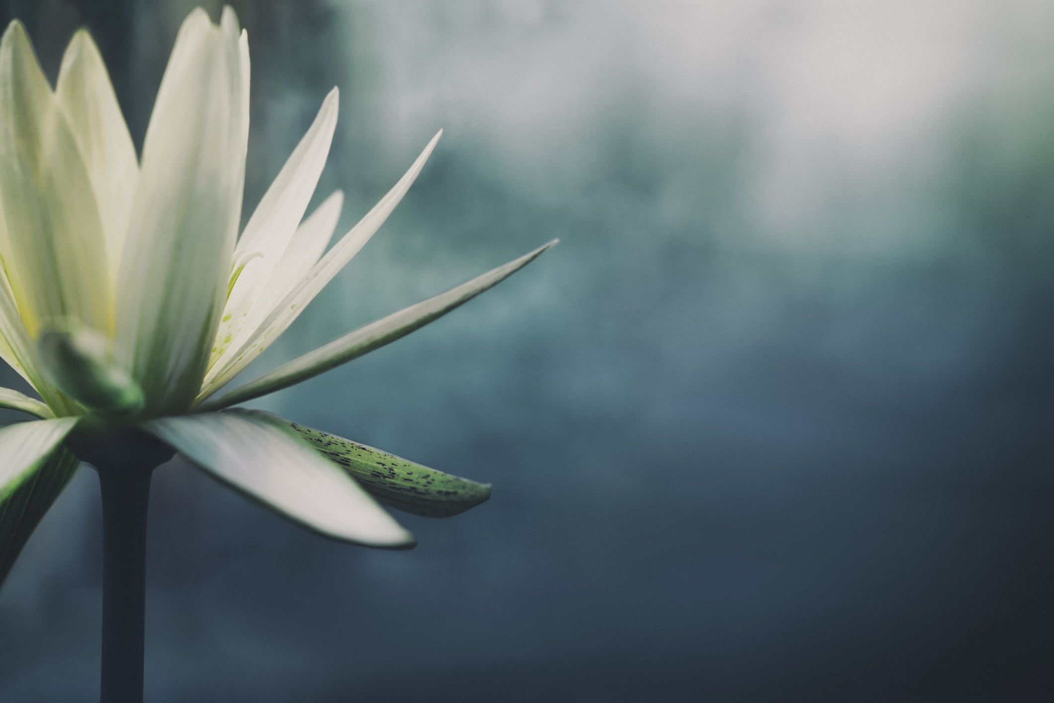 Lotus flower in bloom